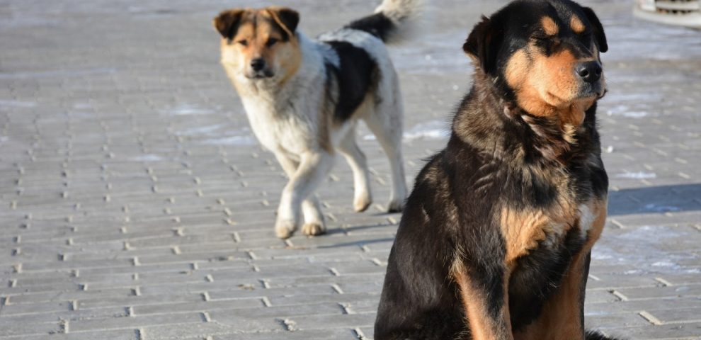 Πρόβλημα με αδέσποτα στο Δώριο