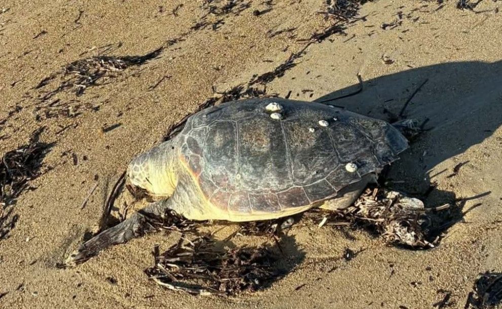 Κυπαρισσία: Νεκρή θαλάσσια χελώνα στην παραλία Αϊ-Λαγούδη