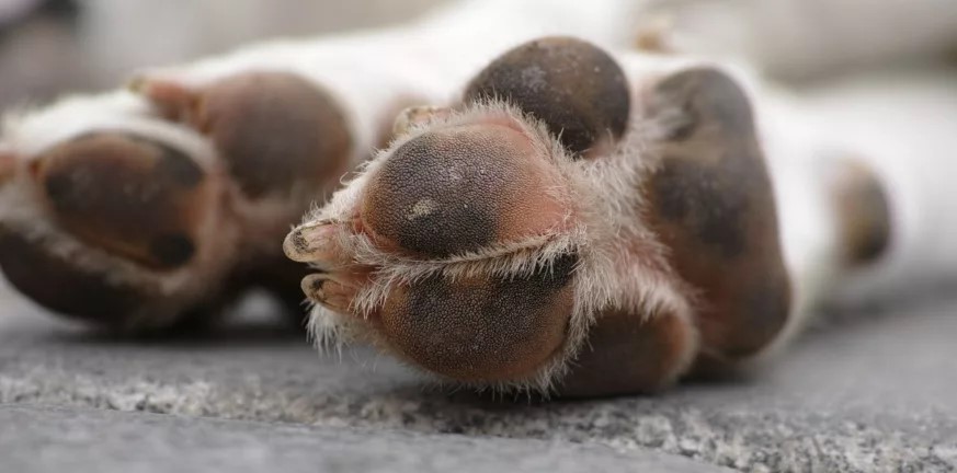 Πυργάκι Τριφυλίας: Κρέμασαν σκύλο από δέντρο – Έκκληση για πληροφορίες