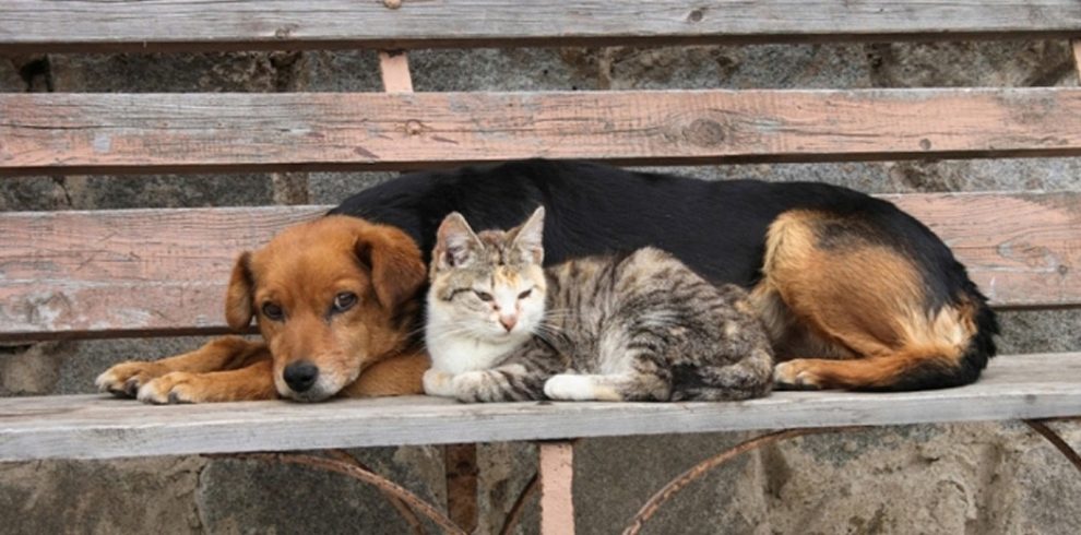 Προσωρινός ανάδοχος  στο διαδημοτικό κυνοκομείο