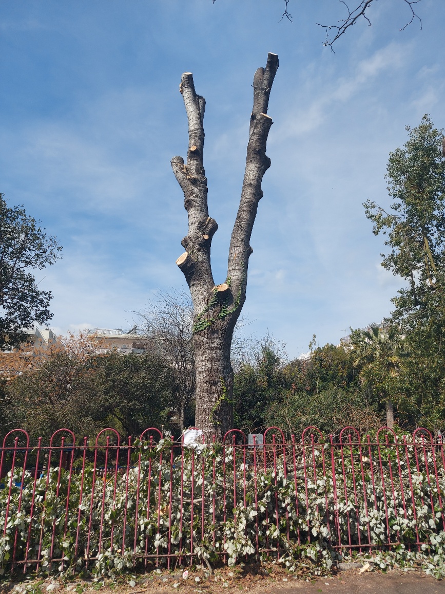 Το κλάδεμα των δέντρων στην Καλαμάτα