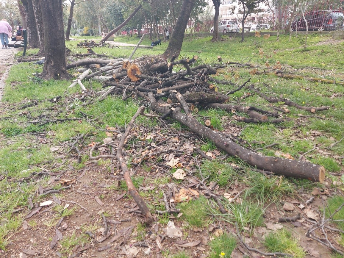 Αν ψάχνετε για ξύλα… στο Πάρκο του ΟΣΕ