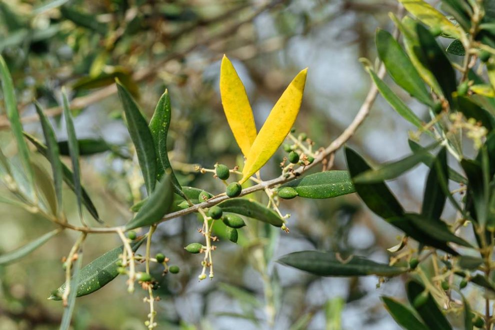 ΔΑΟΚ Μεσσηνίας: Ενημέρωση των ελαιοκαλλιεργητών ως προς τη Φυτοπροστασία της Ελιάς κατά την εαρινή περίοδο