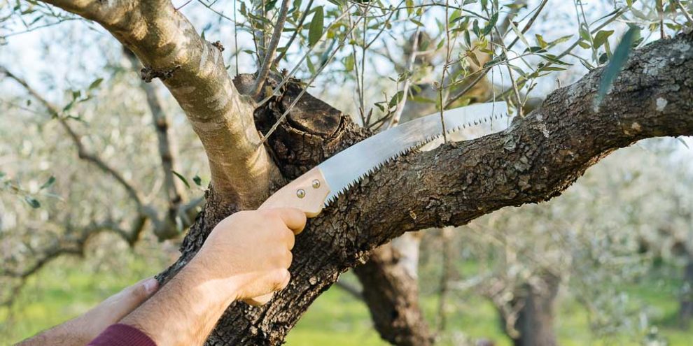 Σεμινάριο για το κλάδεμα ελαιόδεντρων  στο πλαίσιο του OliveOilMedNet