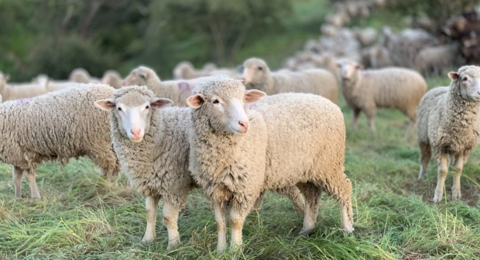 ΥπΑΑΤ: Διευκρινίσεις για μέτρα περιορισμού μετακινήσεων  αιγοπροβάτων σε περιοχές που έχουν πληγεί από την ευλογιά