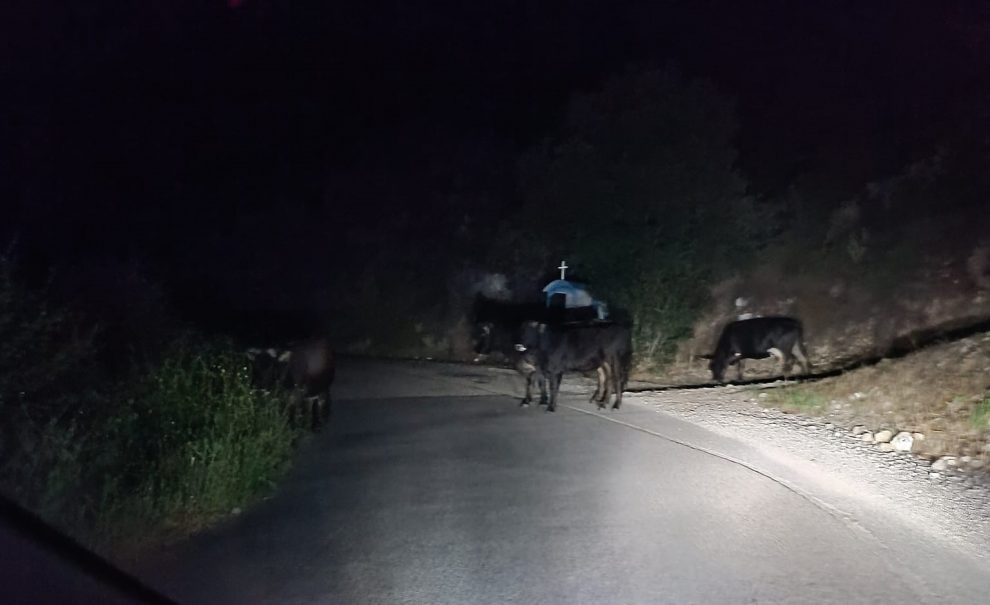 Δήμος Τριφυλίας: Νομική υποστήριξη αντιδημάρχου για ανεπιτήρητα παραγωγικά ζώα