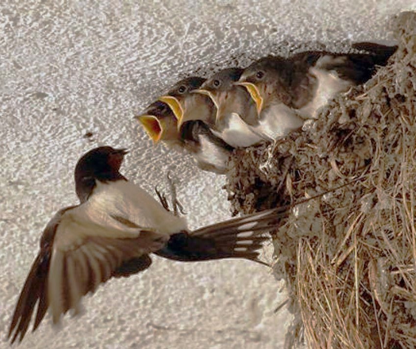 Ήρθαν τα χελιδόνια, «ζητούνται υποψήφιοι»…