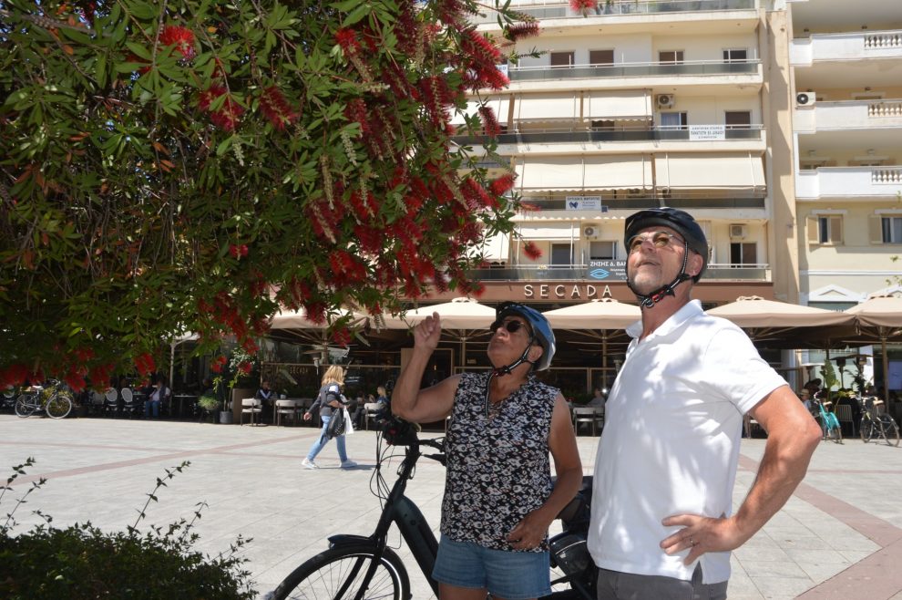 Καλλιστήμονες και… τζιτζιφιές