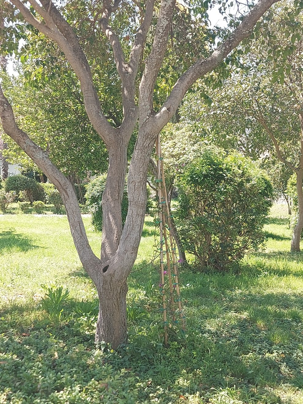 Βουκαμβίλιες κάτω από δέντρα;