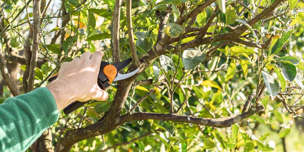 Καθαρίστε ό,τι εξέχει σε δρόμους και πεζοδρόμια,  αλλιώς θα το κάνει ο Δήμος Καλαμάτας και θα καταλογίσει το κόστος