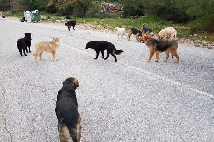 Σκυλιά κυνηγούν οδηγούς
