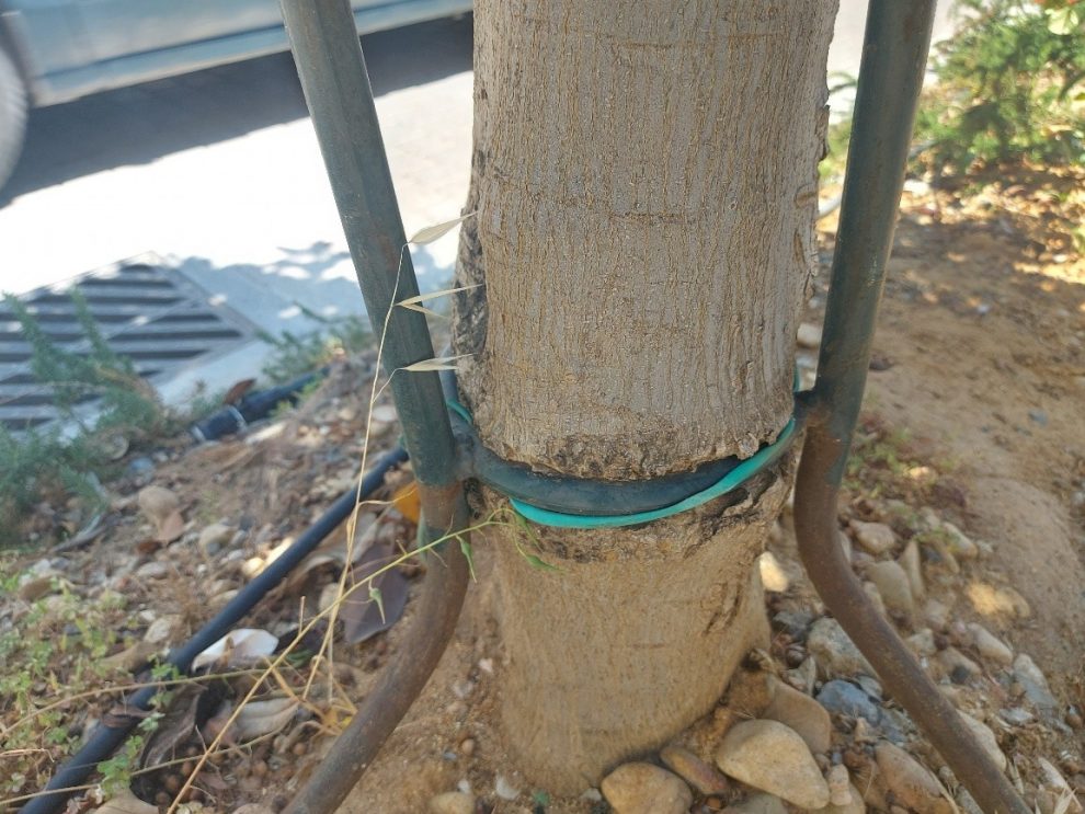 Το δέντρο τραυματίζεται… οι αρμόδιοι αδιαφορούν…