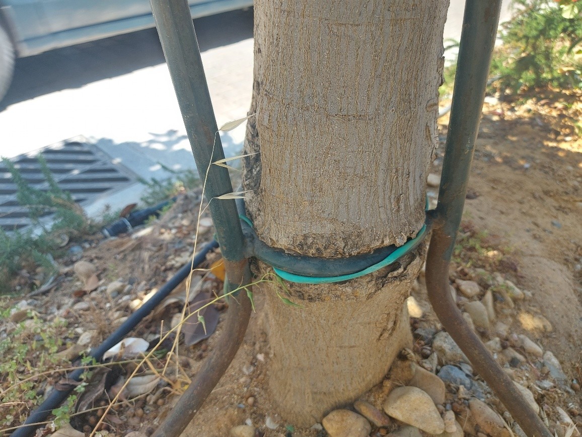 Το δέντρο τραυματίζεται… οι αρμόδιοι αδιαφορούν…