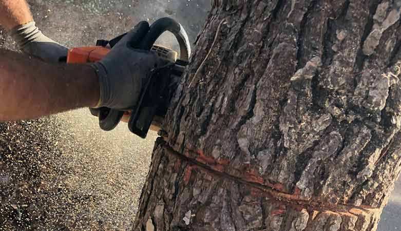 Προσωρινός ανάδοχος για «Κοπή δέντρων και καθαρισμό βλάστησης οδικού δικτύου Μεσσηνίας»