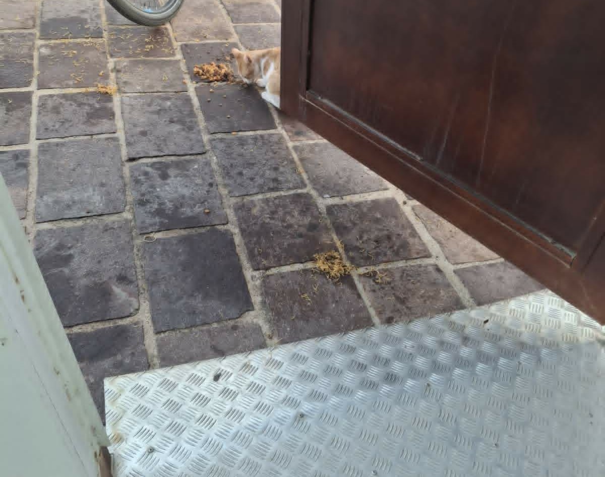 Καλή η φιλοζωία, αλλά πρέπει να έχει και κάποια όρια