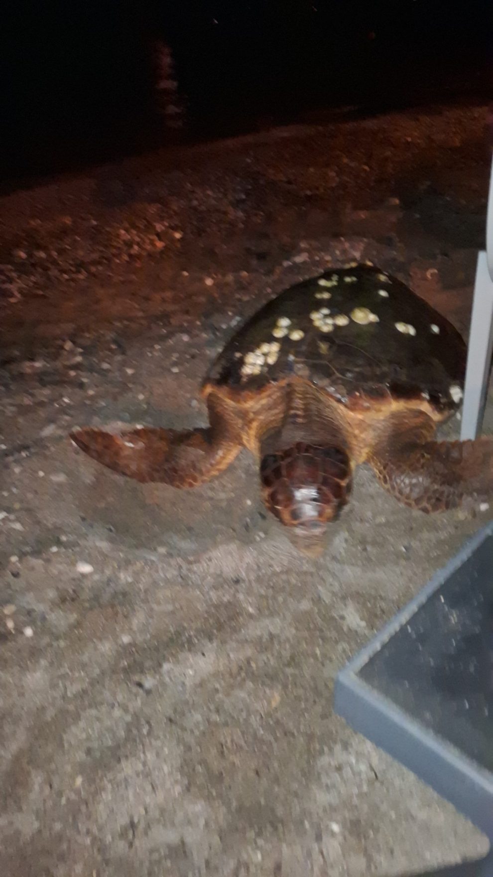 Caretta caretta γέννησε στην παραλία της Καλαμάτας