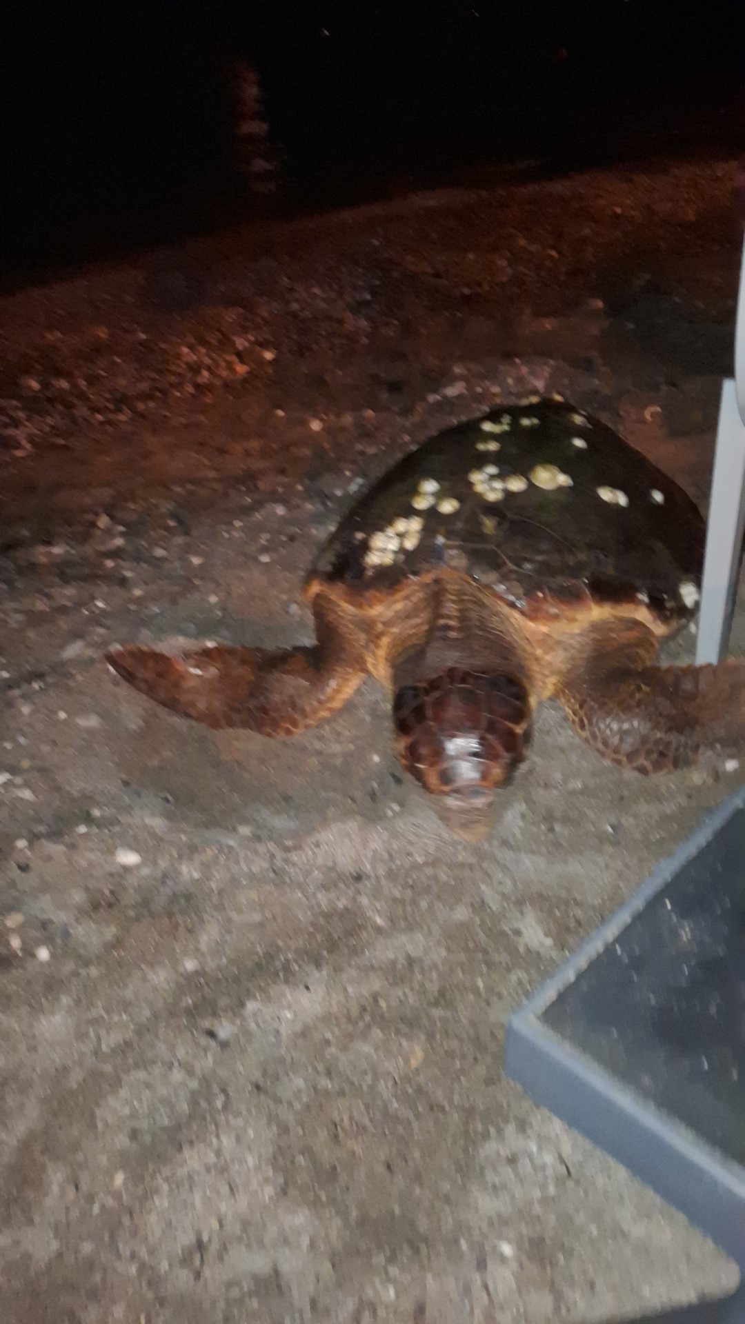 Caretta caretta γέννησε στην παραλία της Καλαμάτας