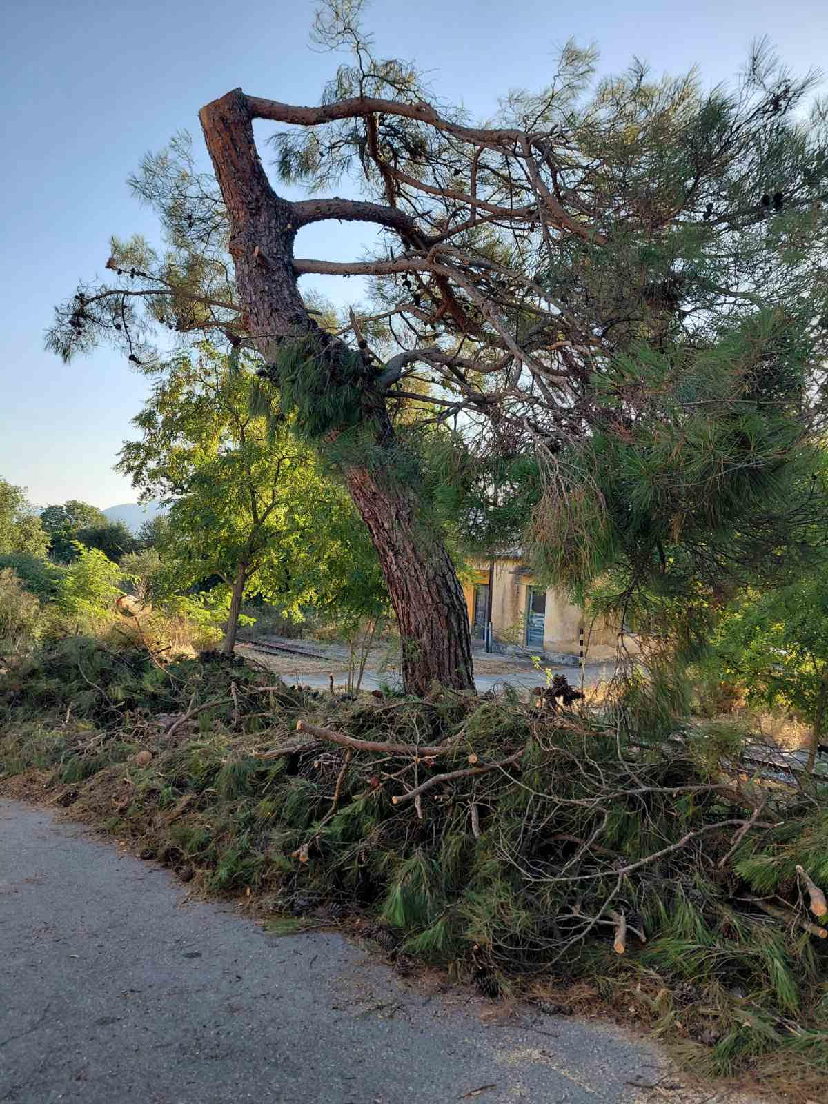 Έκοψαν πεύκο στη Σκάλα
