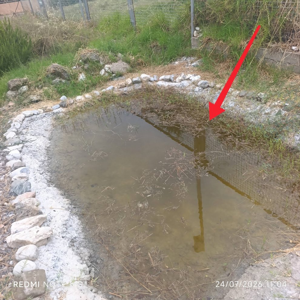 “Μάνα Ελιά”:  Όταν η πρόχειρη αδιαφορία αδικεί ένα ζωντανό μνημείο της φύσης