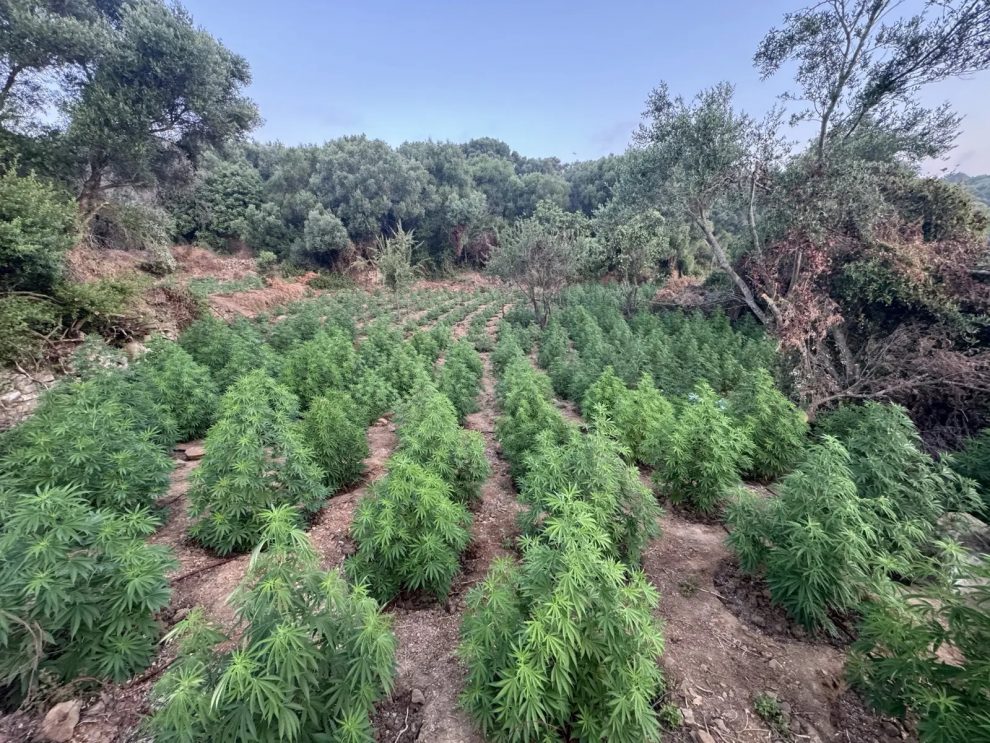 Μεσσηνία: Εντοπίστηκε φυτεία με πάνω 1532 δενδρύλλια κάνναβης – 2 συλλήψεις