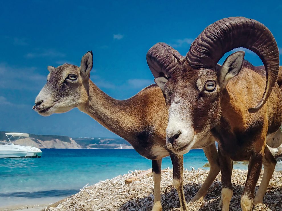Παράταση της έρευνας για τον αίγαγρο, το αγριοπρόβατο και το τσακάλι στη Σαπιέντζα