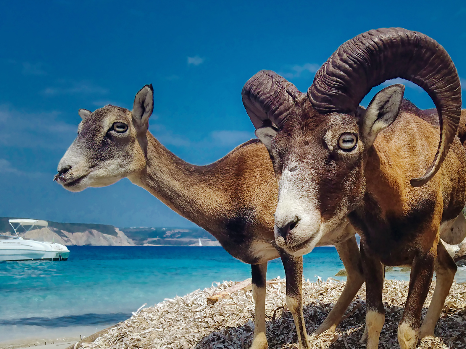 Παράταση της έρευνας για τον αίγαγρο, το αγριοπρόβατο και το τσακάλι στη Σαπιέντζα