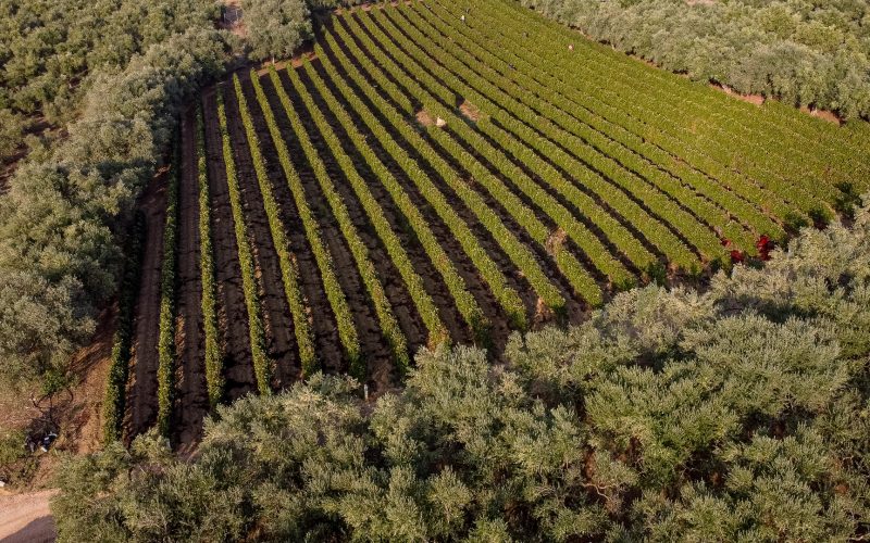 «Μεσσηνιακός Aμπελώνας: Μια θρυλική οινοπαραγωγική περιοχή» στο Δημαρχείο της Αριστομένους