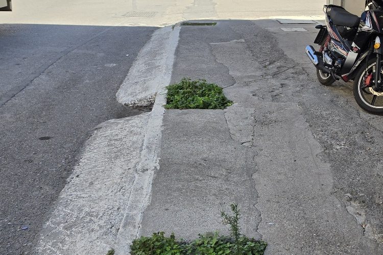Ας βάλουν, επιτέλους, 3 δέντρα…