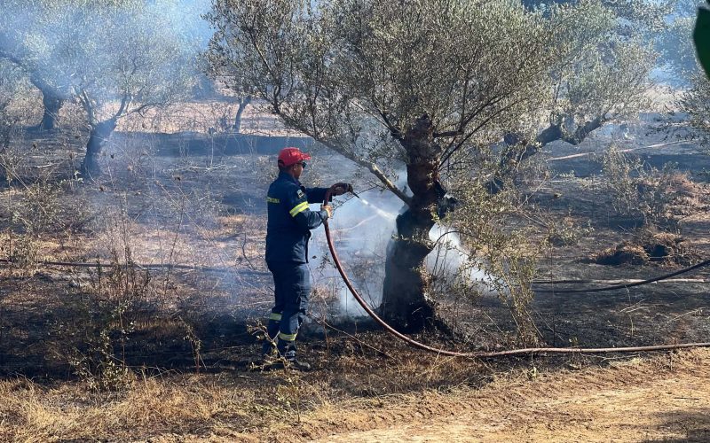 Ψάρι: Έγιναν στάχτη δεκάδες στρέμματα με ελαιόδεντρα