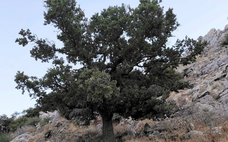 Η Ιερή Βελανιδιά του Πολυάραβου Μάνης εντάχθηκε επίσημα στο Δίκτυο Αιωνόβιων Δέντρων της Ελληνικής Επανάστασης