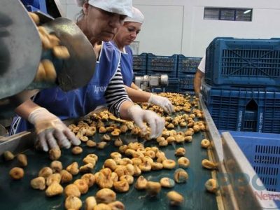 ΣΥΚΙΚΗ: Ολοκληρώνεται η συγκομιδή με καλή ποιότητα, αλλά με μειωμένη παραγωγή λόγω βροχών