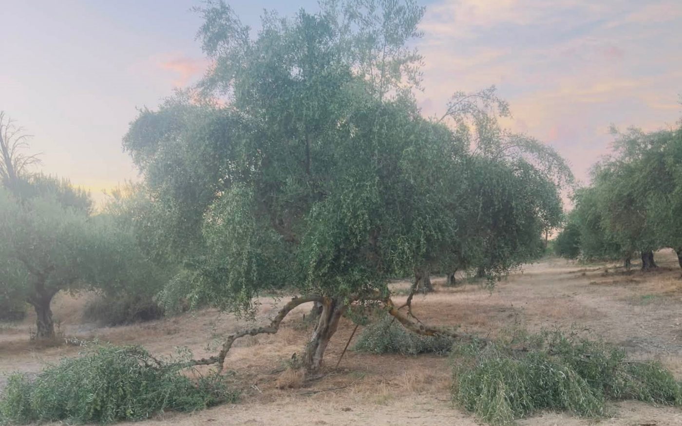 Τριφυλία: Ανεπιτήρητα ζώα καταστρέφουν περιουσίες