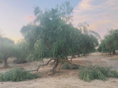 Τριφυλία: Ανεπιτήρητα ζώα καταστρέφουν περιουσίες