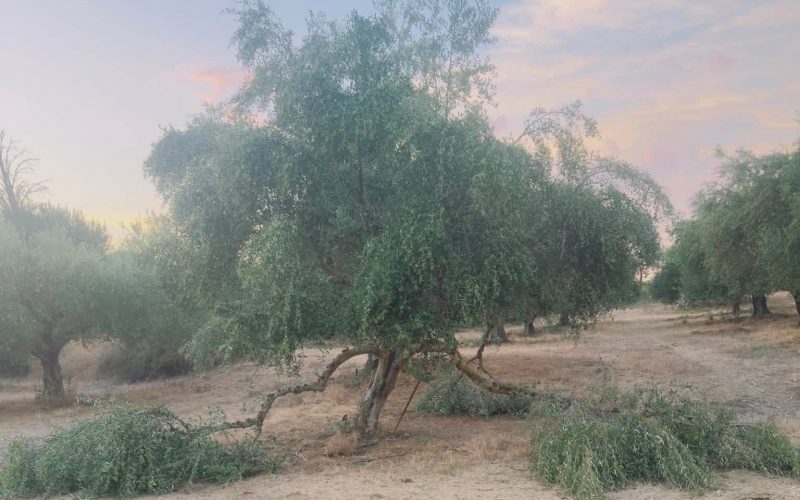 Τριφυλία: Ανεπιτήρητα ζώα καταστρέφουν περιουσίες