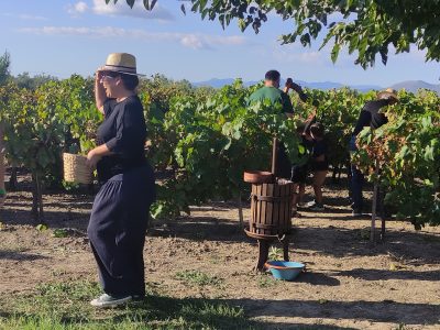 Σύλλογος Εστίασης Μεσσηνίας: Πώς η αναβίωση του παραδοσιακού τρύγου γίνεται πόλος έλξης για τον επισκέπτη