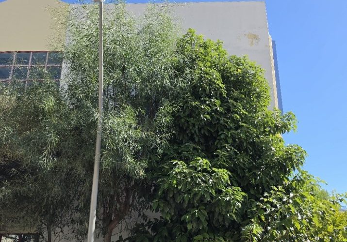 Έργο τέχνης κρυμμένο πίσω από τα δέντρα