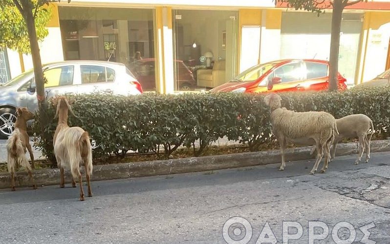 Πρόβατα και κατσίκες στο κέντρο της Καλαμάτας