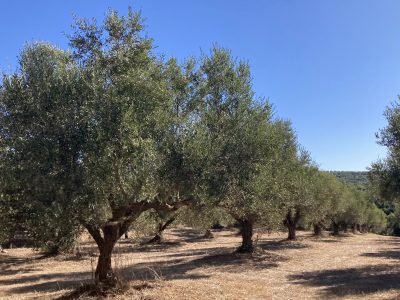 Ελαία: Ζημιές από καύσωνες, ξηρασία και ανομβρία στην ελαιοκαλλιέργεια