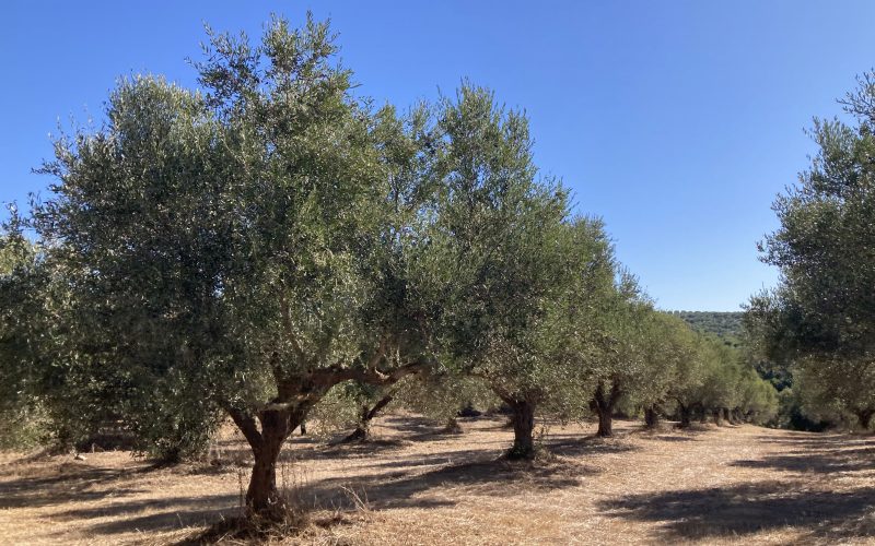 Ελαία: Ζημιές από καύσωνες, ξηρασία και ανομβρία στην ελαιοκαλλιέργεια
