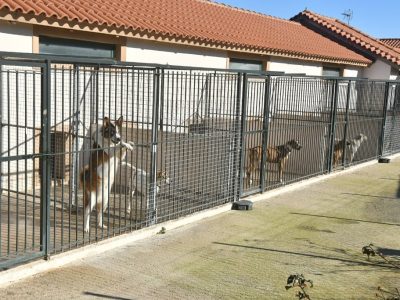 Ξεκινά η δημιουργία κοινού  κυνοκομείου των Δήμων Μεσσήνης και Καλαμάτας