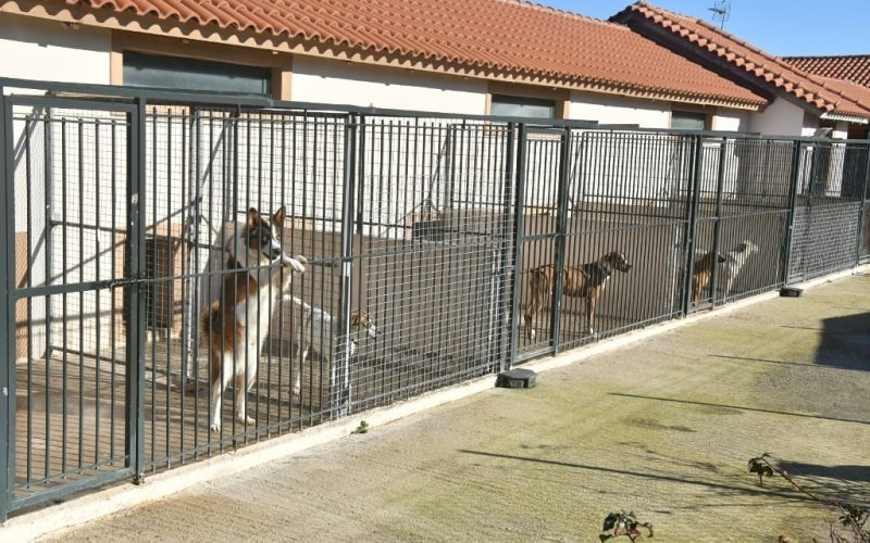 Ξεκινά η δημιουργία κοινού  κυνοκομείου των Δήμων Μεσσήνης και Καλαμάτας