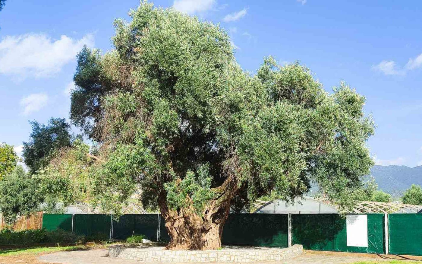 Συγκομιδή της υπεραιωνόβιας «Μάνας Ελιάς» αύριο στο Ινστιτούτο Ελιάς