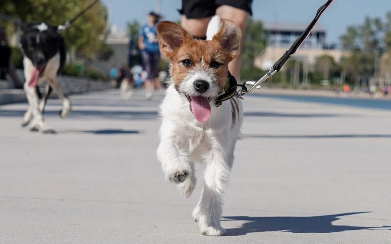 Penny Marathon: Στην πλατεία της Μεσσήνης την Κυριακή με μη ανταγωνιστικές διαδρομές για τρέξιμο και ποδήλατο